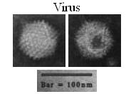 virus size